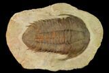Rare, Homalonotid (Iberocoryphe?) Trilobite - Agdez, Morocco #171536-1